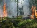 Los bosques quemados sern los futuros cementerios