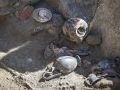 Arquelogos espaoles avanzan en los restos de Pompeya
