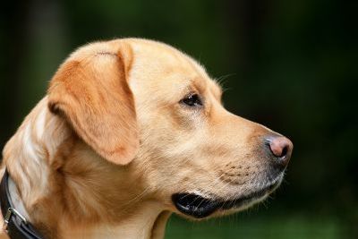 https://www.funerariadeguardia.com/almacen/noticias/img_dog11940831280.jpg