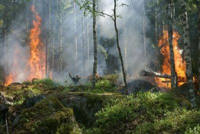 https://www.funerariadeguardia.com/almacen/noticias/img_forestfire4328701280.jpg